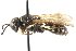  ( - CCDB-28540-C12)  @11 [ ] CreativeCommons - Attribution (2015) CBG Photography Group Centre for Biodiversity Genomics
