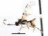  ( - CCDB-28540-G09)  @11 [ ] CreativeCommons - Attribution (2015) CBG Photography Group Centre for Biodiversity Genomics