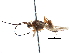  ( - CCDB-28540-H05)  @11 [ ] CreativeCommons - Attribution (2015) CBG Photography Group Centre for Biodiversity Genomics