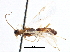 (Aleiodes stigmator - CCDB-28540-H10)  @11 [ ] CreativeCommons - Attribution (2015) CBG Photography Group Centre for Biodiversity Genomics