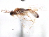  ( - CCDB-28540-H11)  @11 [ ] CreativeCommons - Attribution (2015) CBG Photography Group Centre for Biodiversity Genomics