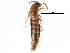  ( - CCDB-28541-H03)  @11 [ ] CreativeCommons - Attribution (2015) CBG Photography Group Centre for Biodiversity Genomics