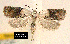  (Acleris braunana - NoA-08-105)  @14 [ ] Unspecified (default): All Rights Reserved  Unspecified Unspecified