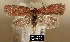  (Acleris oxycoccana - NoA-08-118)  @13 [ ] Unspecified (default): All Rights Reserved  Unspecified Unspecified