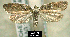  (Acleris robinsoniana - NoA-08-124)  @14 [ ] Unspecified (default): All Rights Reserved  Unspecified Unspecified
