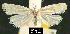  (Phtheochroa aureoalbida - NoA-08-154)  @13 [ ] Unspecified (default): All Rights Reserved  Unspecified Unspecified
