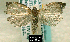  (Sparganothis flavibasana - NoA-08-182)  @11 [ ] Unspecified (default): All Rights Reserved  Unspecified Unspecified
