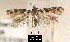  (Aristotelia roseosuffusella - NoA-08-189)  @15 [ ] Unspecified (default): All Rights Reserved  Unspecified Unspecified