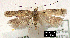  (Prolita variabilis - NoA-08-225)  @14 [ ] Unspecified (default): All Rights Reserved  Unspecified Unspecified