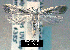  (Dichomeris bilobella - NoA-08-287)  @13 [ ] Unspecified (default): All Rights Reserved  Unspecified Unspecified