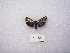  ( - MACN-Bar-Lep-ct 01390)  @12 [ ] Copyright (2011) MACN Museo Argentino de Ciencias Naturales 