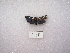  ( - MACN-Bar-Lep-ct 01418)  @12 [ ] Copyright (2011) MACN Museo Argentino de Ciencias Naturales 