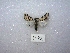  ( - MACN-Bar-Lep-ct 01432)  @12 [ ] Copyright (2011) MACN Museo Argentino de Ciencias Naturales 