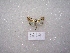 (Cucullia argyrina - MACN-Bar-Lep-ct 01624)  @12 [ ] Copyright (2011) MACN Museo Argentino de Ciencias Naturales 