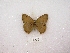  ( - MACN-Bar-Lep-ct 02857)  @12 [ ] Copyright (2011) MACN Museo Argentino de Ciencias Naturales "Bernardino Rivadavia"