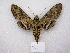  ( - MACN-Bar-Lep-ct 03037)  @14 [ ] Copyright (2011) MACN Museo Argentino de Ciencias Naturales 