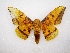 (Eacles imperialis tucumana - MACN-Bar-Lep-ct 03076)  @13 [ ] Copyright (2011) MACN Museo Argentino de Ciencias Naturales "Bernardino Rivadavia"