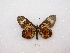  ( - MACN-Bar-Lep-ct 03136)  @13 [ ] Copyright (2012) MACN Museo Argentino de Ciencias Naturales 