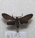  ( - MACN-Bar-Lep-ct 06305)  @12 [ ] Copyright (2014) MACN Museo Argentino de Ciencias Naturales "Bernardino Rivadavia"