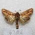  ( - MACN-Bar-Lep-ct 06308)  @14 [ ] Copyright (2014) MACN Museo Argentino de Ciencias Naturales "Bernardino Rivadavia"