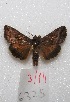  (Rachiplusia un - MACN-Bar-Lep-ct 06325)  @14 [ ] Copyright (2014) MACN Museo Argentino de Ciencias Naturales "Bernardino Rivadavia"