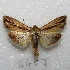  ( - MACN-Bar-Lep-ct 06457)  @11 [ ] Copyright (2014) MACN Museo Argentino de Ciencias Naturales "Bernardino Rivadavia"