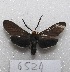  ( - MACN-Bar-Lep-ct 06524)  @11 [ ] Copyright (2014) MACN Museo Argentino de Ciencias Naturales "Bernardino Rivadavia"