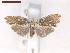  (Clemensia incerta - CLV6922)  @13 [ ] CreativeCommons  Attribution Non-Commercial Share-Alike (2019) Carlos Lopez Vaamonde Institut National de la Recherche Agronomique, Zoologie Forestiere