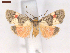  ( - CLV6924)  @11 [ ] CreativeCommons  Attribution Non-Commercial Share-Alike (2019) Carlos Lopez Vaamonde Institut National de la Recherche Agronomique, Zoologie Forestiere