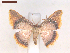  ( - CLV6967)  @11 [ ] CreativeCommons  Attribution Non-Commercial Share-Alike (2019) Carlos Lopez Vaamonde Institut National de la Recherche Agronomique, Zoologie Forestiere