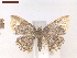  ( - CLV6973)  @13 [ ] CreativeCommons  Attribution Non-Commercial Share-Alike (2019) Carlos Lopez Vaamonde Institut National de la Recherche Agronomique, Zoologie Forestiere