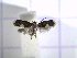 ( - IO0195)  @12 [ ] CreativeCommons - Attribution Non-Commercial Share-Alike (2015) Carlos Lopez Vaamonde Institut National Recherche Agronomique Zoologie Forestiere