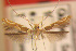  (Gibbovalva squamosa - CLV6242)  @11 [ ] CreativeCommons  Attribution Non-Commercial Share-Alike (2016) Paolo Triberti Institut National de la Recherche Agronomique, Zoologie Forestiere
