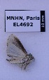  ( - EL4692)  @12 [ ] CreativeCommons - Attribution (2015) Rodolphe Rougerie Muséum national d'Histoire Naturelle, Paris