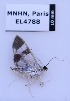  ( - EL4788)  @11 [ ] CreativeCommons - Attribution (2015) Rodolphe Rougerie Mus&eacute;um national d'Histoire Naturelle, Paris