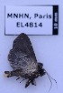  ( - EL4814)  @12 [ ] CreativeCommons - Attribution (2015) Rodolphe Rougerie Muséum national d'Histoire Naturelle, Paris
