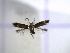  ( - IO0359)  @12 [ ] CreativeCommons - Attribution Non-Commercial Share-Alike (2015) Carlos Lopez Vaamonde Institut National Recherche Agronomique Zoologie Forestiere