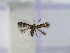  ( - IO0370)  @12 [ ] CreativeCommons - Attribution Non-Commercial Share-Alike (2015) Carlos Lopez Vaamonde Institut National Recherche Agronomique Zoologie Forestiere