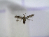  ( - IO0372)  @12 [ ] CreativeCommons - Attribution Non-Commercial Share-Alike (2015) Carlos Lopez Vaamonde Institut National Recherche Agronomique Zoologie Forestiere