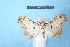  ( - CLV7129)  @11 [ ] CreativeCommons  Attribution Non-Commercial Share- (2018) Carlos Lopez Vaamonde Institut National de la Recherche Agronomique, Zoologie Forestiere
