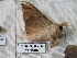  ( - EL3606)  @12 [ ] CreativeCommons - Attribution (2015) Rodolphe Rougerie Muséum national d'Histoire Naturelle, Paris