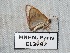  (Idaea combinata - EL3792)  @13 [ ] CreativeCommons - Attribution (2015) Rodolphe Rougerie Muséum national d'Histoire Naturelle, Paris