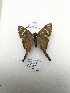 ( - PM0295)  @11 [ ] by-nc (2019) Unspecified Museo de Historia Natural, Lima, UNMSM