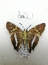  ( - PM0300)  @11 [ ] by-nc (2019) Unspecified Museo de Historia Natural, Lima, UNMSM