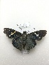  ( - PM0309)  @11 [ ] by-nc (2019) Unspecified Museo de Historia Natural, Lima, UNMSM
