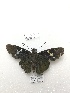  ( - PM0309)  @11 [ ] by-nc (2019) Unspecified Museo de Historia Natural, Lima, UNMSM