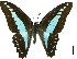  (Graphium sarpedon - AEN2017RP5)  @14 [ ] © Urban Biodiversity Laboratory, Universidad de Manila (2019) Alma Nacua Universidad de Manila