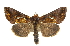  (Antoculeora - BIOUG07590-B07)  @14 [ ] CreativeCommons - Attribution (2013) CBG Photography Group Centre for Biodiversity Genomics
