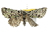 ( - BIOUG07590-F04)  @13 [ ] CreativeCommons - Attribution (2013) CBG Photography Group Centre for Biodiversity Genomics