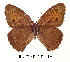  (Cercyonis meadii - RR-CEME-ND001)  @14 [ ] Unspecified (default): All Rights Reserved  Unspecified Unspecified
